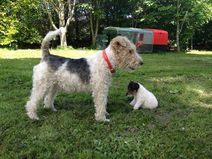 razza Fox Terrier