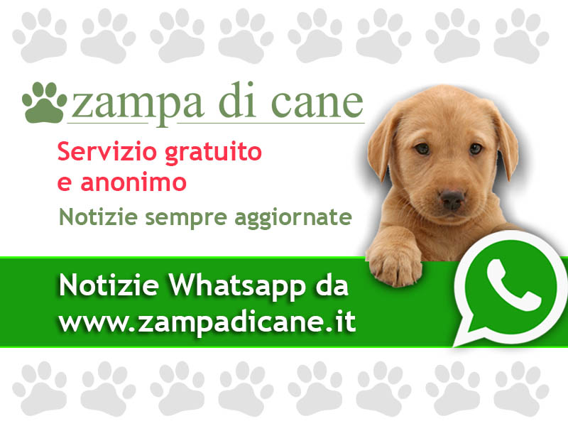Ricevi le notizie sul mondo dei cani gratuitamente su Whatsapp