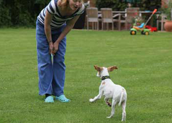 Limportanza del richiamo nel cane