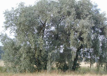 Curare le infiammazioni muscolo-scheletriche del cane con le piante officinali