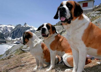 San Bernardo: l'origine del nome e della tradizione dei cani da salvataggio di montagna