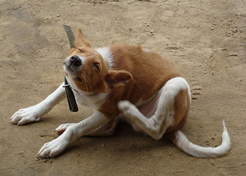 La scabbia o rogna sarcoptica del cane: malattia della cute