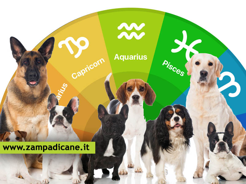 Quale cane  adatto a te in base al tuo segno zodiacale