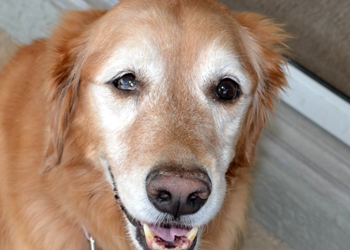 Sindrome di Horner nel cane, da non confondere con l’ulcera corneale