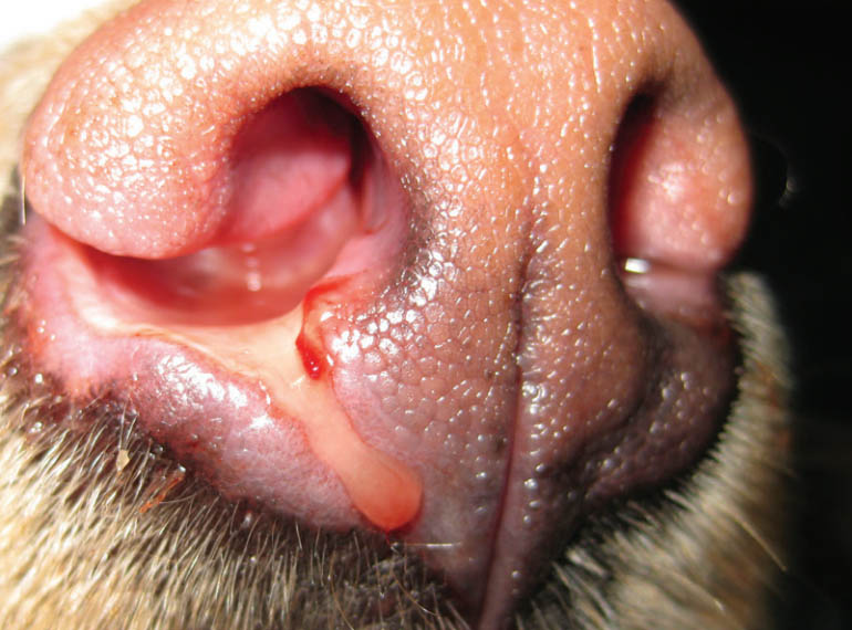 il cane ha del pus nel naso