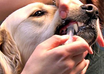 Come somministrare farmaci al cane, consigli e tecniche