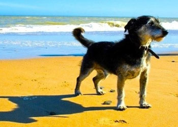 Comune di Sorrento vieta i cani in spiaggia anche se con guinzaglio e museruola