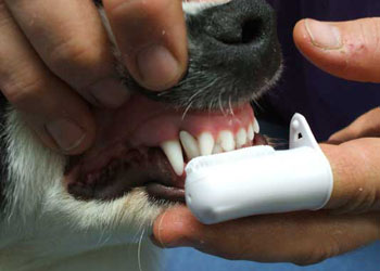 Usura dei denti del cane: come intervenire e rimediare