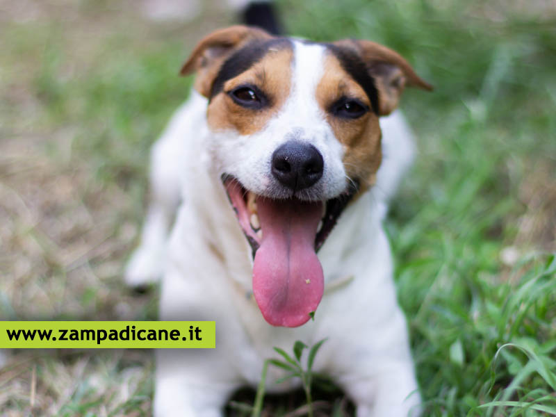 La Tachipnea canina, il cane respira in modo accelerato