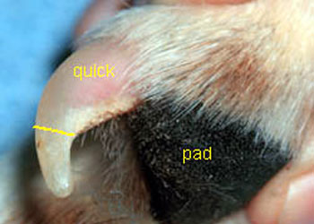 Tagliare le unghie al cane: come fare per non fargli male