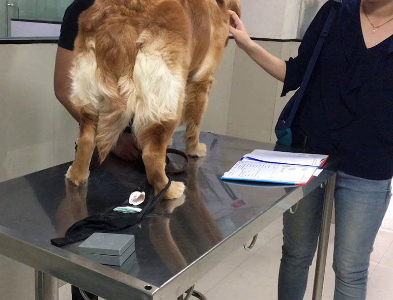 tampone vaginale cane femmina