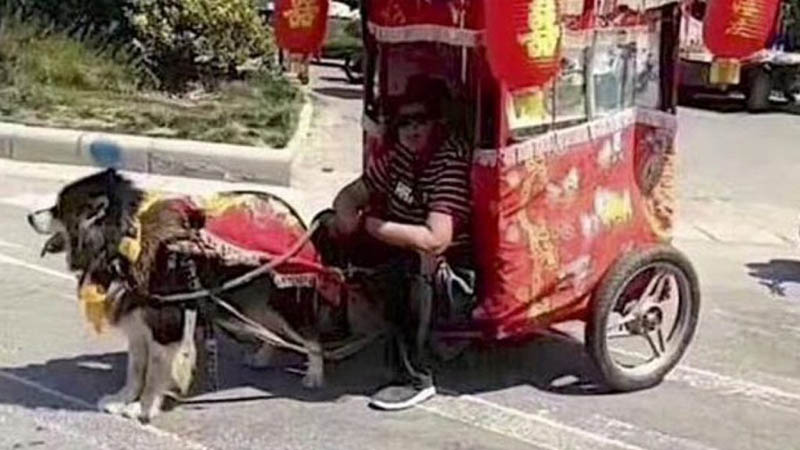 cani da traino in cina