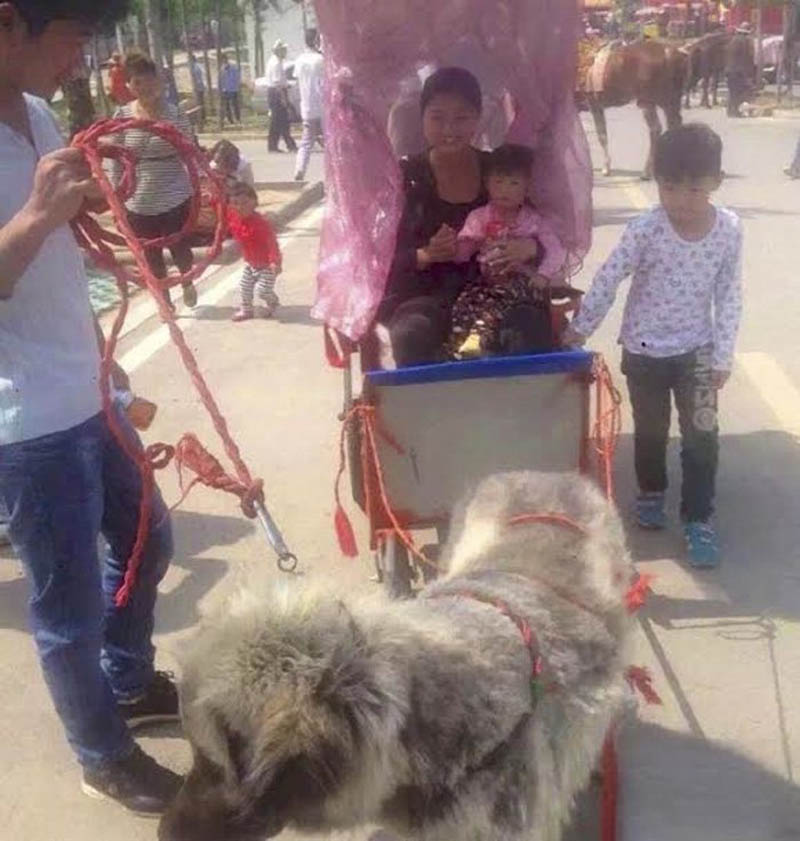 carrozzelle trainate da cani