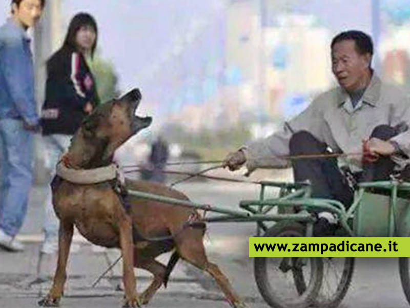Taxi Dogs, cani costretti a trainare turisti