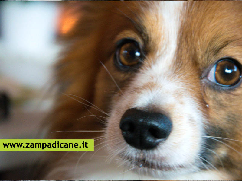 Curare gli occhi del cane: alcune delle malattie a cui vanno incontro