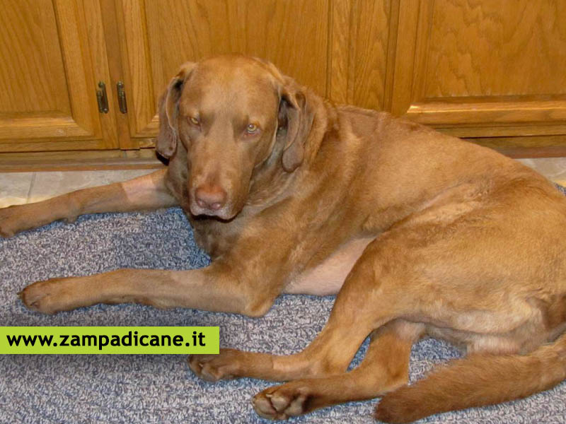 La torsione dello stomaco del cane, perch viene e come curarla