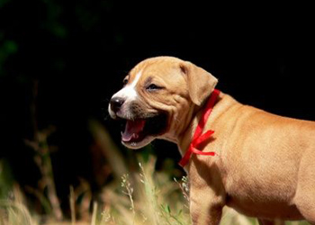La tracheobronchite infettiva canina, una malattia abbastanza frequente nei cani