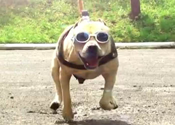 TreT, il cane appassionato di parkour, l'agility dog degli umani