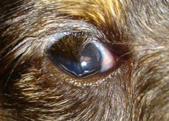 La trichiasi del cane: quando i peli toccano la cornea