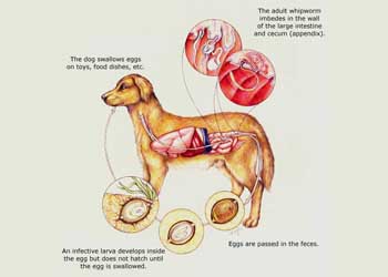 Infezioni intestinali da parassiti: i tricocefali