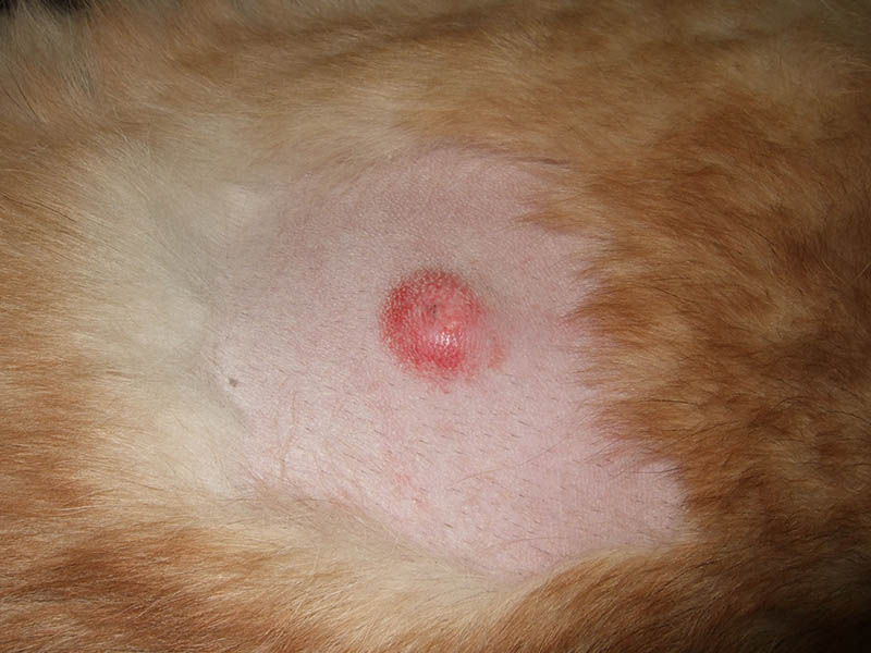 come riconoscere un tumore della pelle nel cane