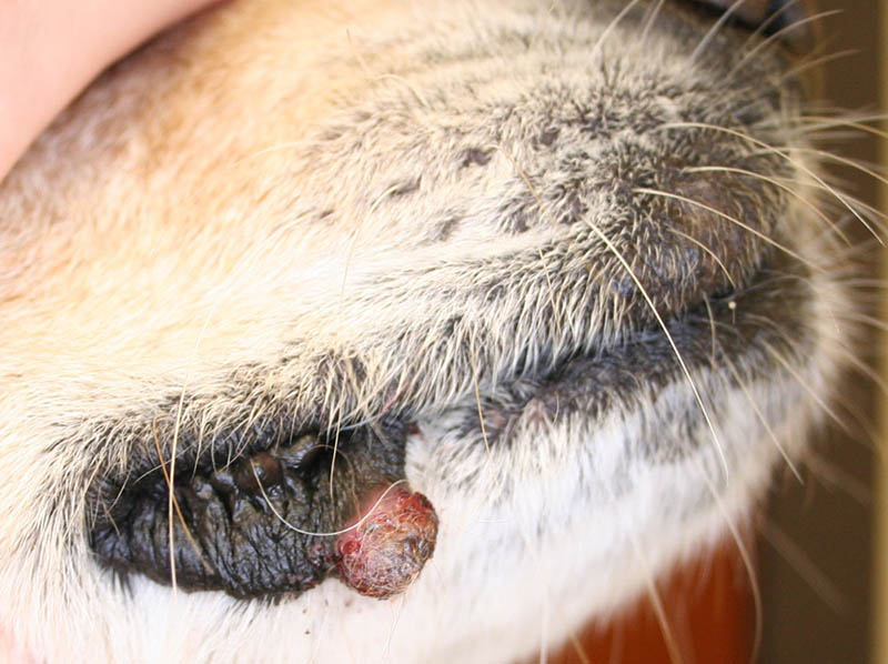 tumore della pelle del cane