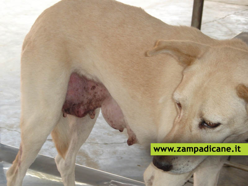 Tumore mammario nel cane: prevenire il tumore con una sterilizzazione precoce