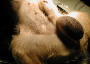 I tumori testicolari nel cane, come riconoscerli e che cure attuare