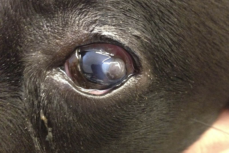 sintomi dell'ulcera occhio cane