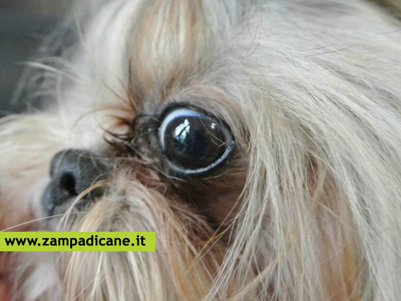 Cosa fare se il cane ha un'ulcera nell'occhio: sintomi e cure