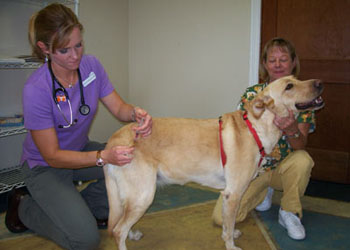 Vaccinare il cane: i vaccini per i cani, indispensabili