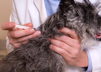 I vaccini per i cani: alcune delle vaccinazioni da fare al cane 