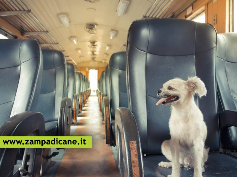 Viaggiare in treno con il cane