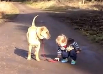 La pazienza dei cani... il bambino e la pozzanghera