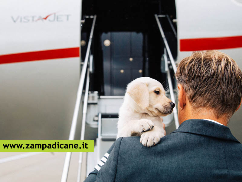 Un viaggio in areo super lusso per i cani