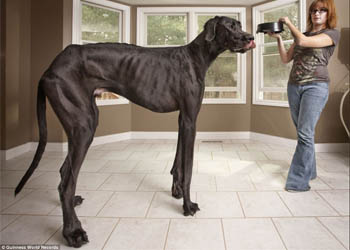 Great Dane Zeus, il cane più alto del mondo certificato dal Guinness World Record