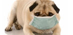 Le malattie infettive dei cani