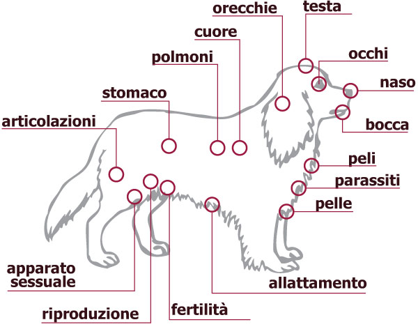 Le malattie dei cani